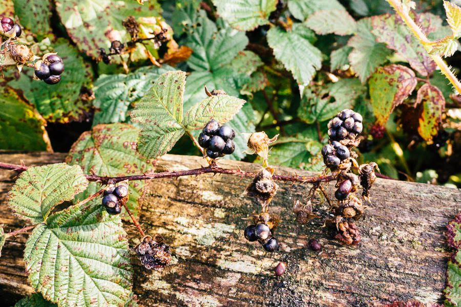 Dewberries by fence