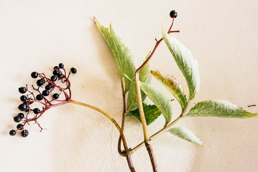 Elder berries on white plate