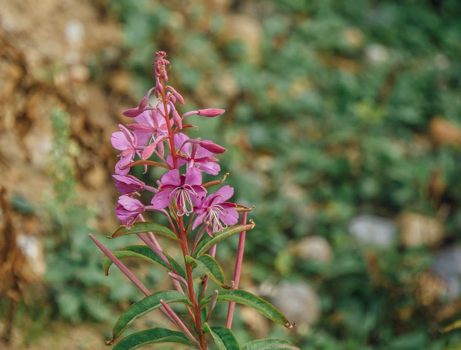 Flower September Dungeness