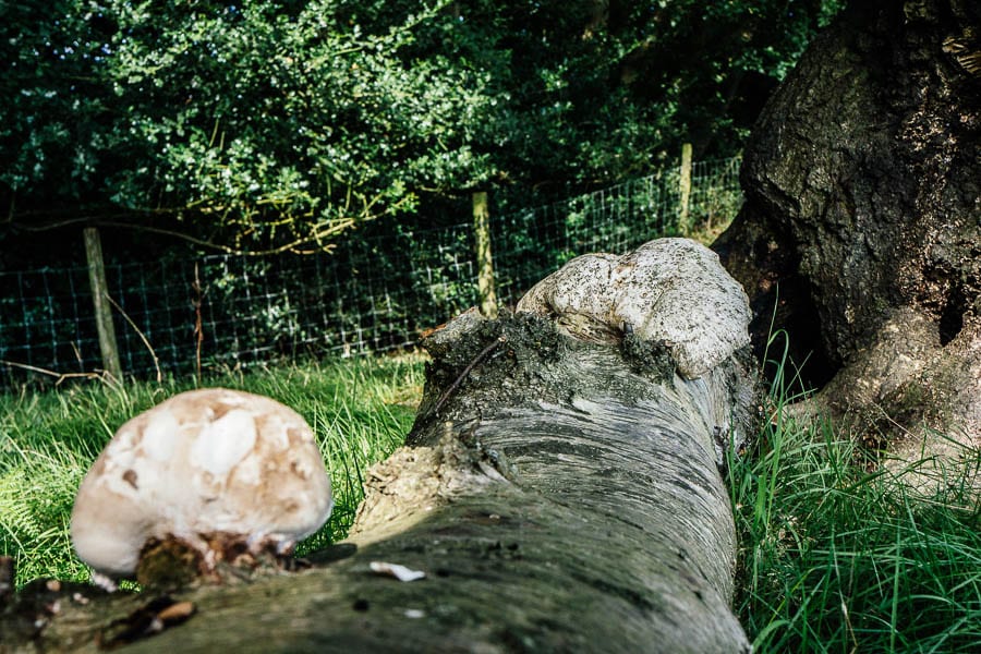 Fungi on fallen tree trunk