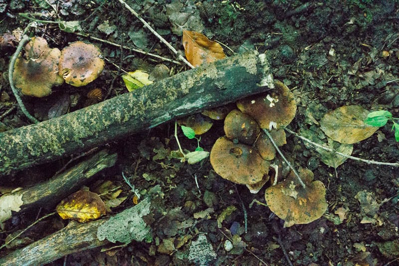 Fungi on ground in woods