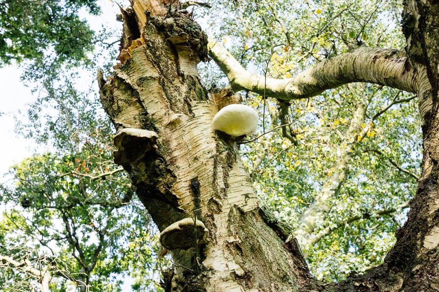 Fungi on tree trunk