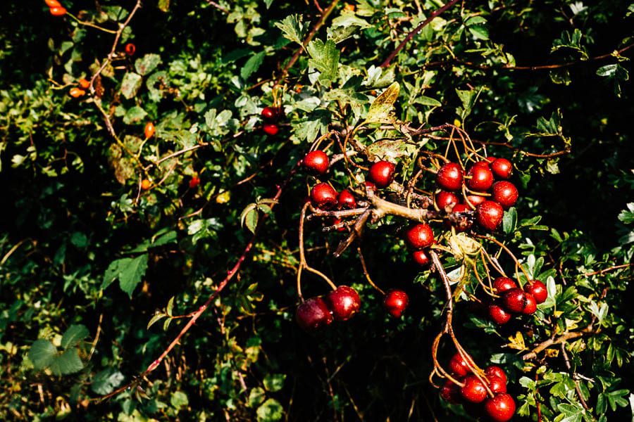 Hawthorn berries and rosehips