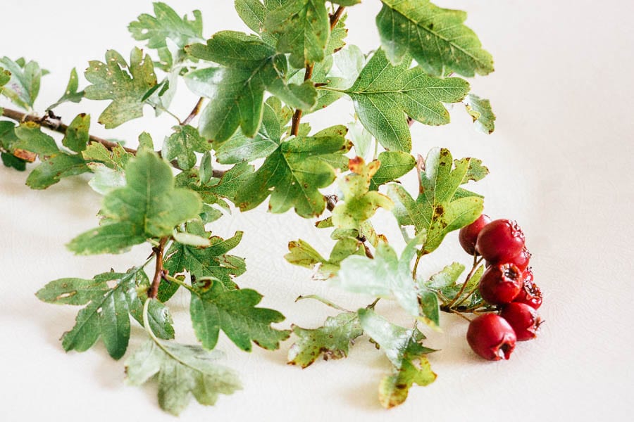 Hawthorn berries on white plate