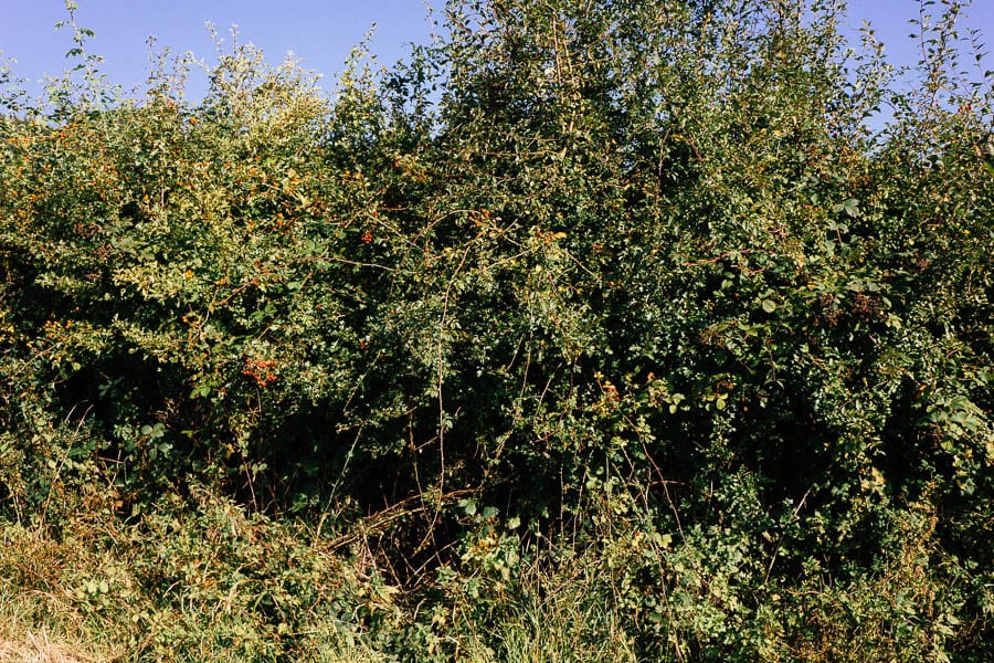 Hedgerow with berries rose hips and more