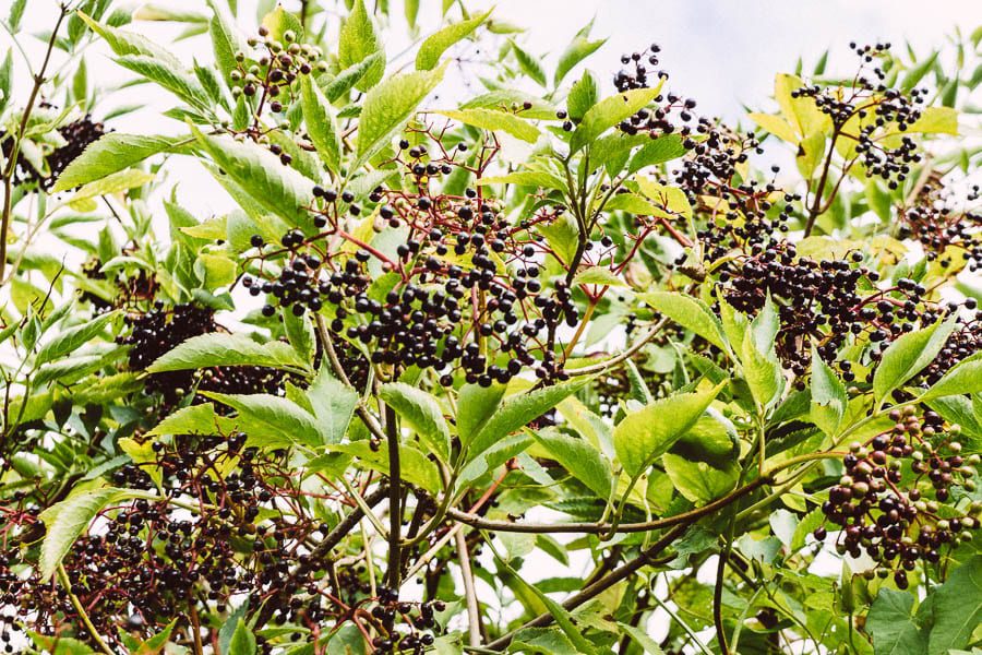 Hedgerow with elderberries