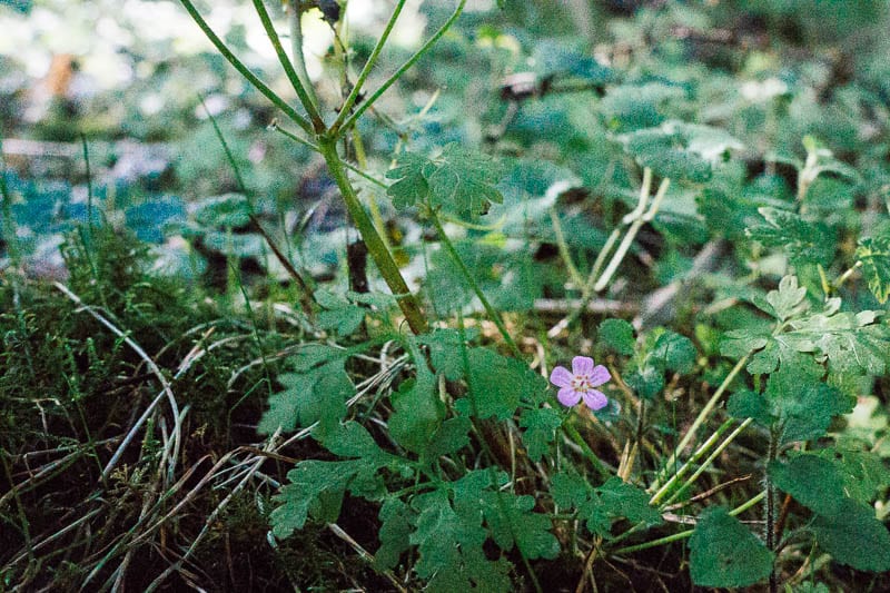 Herb Robert in woods