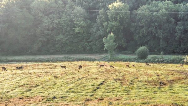 Herd of deer in valley in Sussex