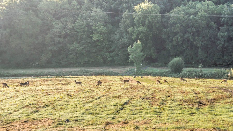 Herd of deer in valley in Sussex