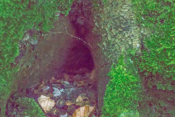 Hole in bottom of tree trunk with nuts