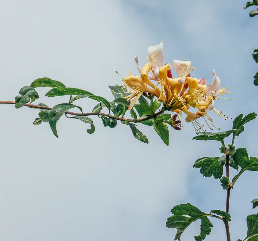 Honeysuckle flowers