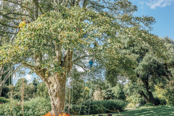 Kids high up in tree