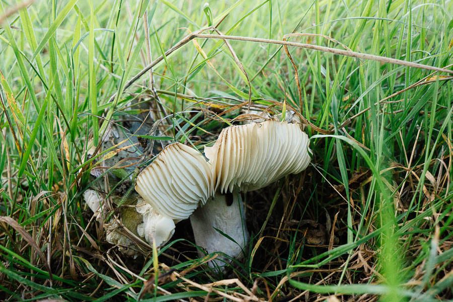 Large white gills warning