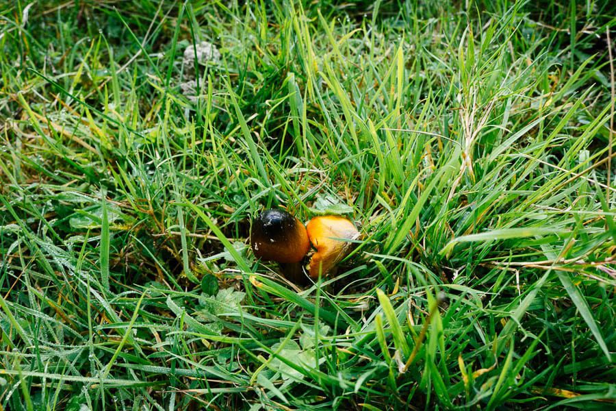 Maybe blackening waxcaps