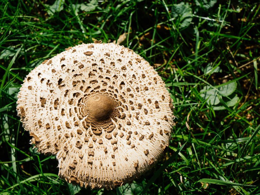 Parasol mushroom from above
