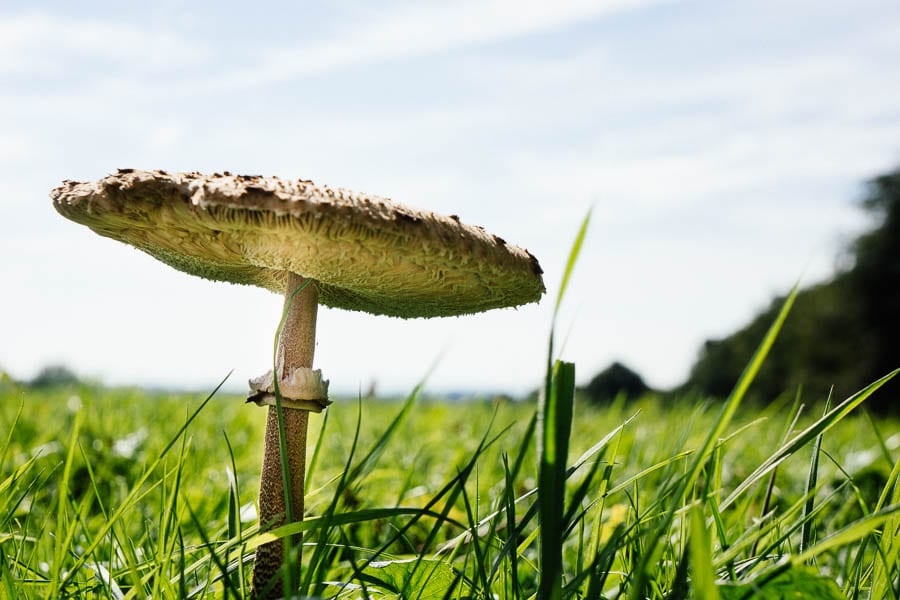 Parasol mushroom side view