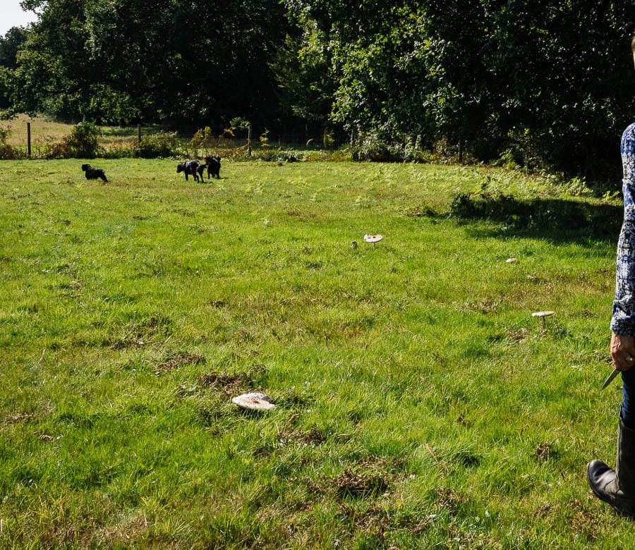 Parasol mushrooms and dogs in field