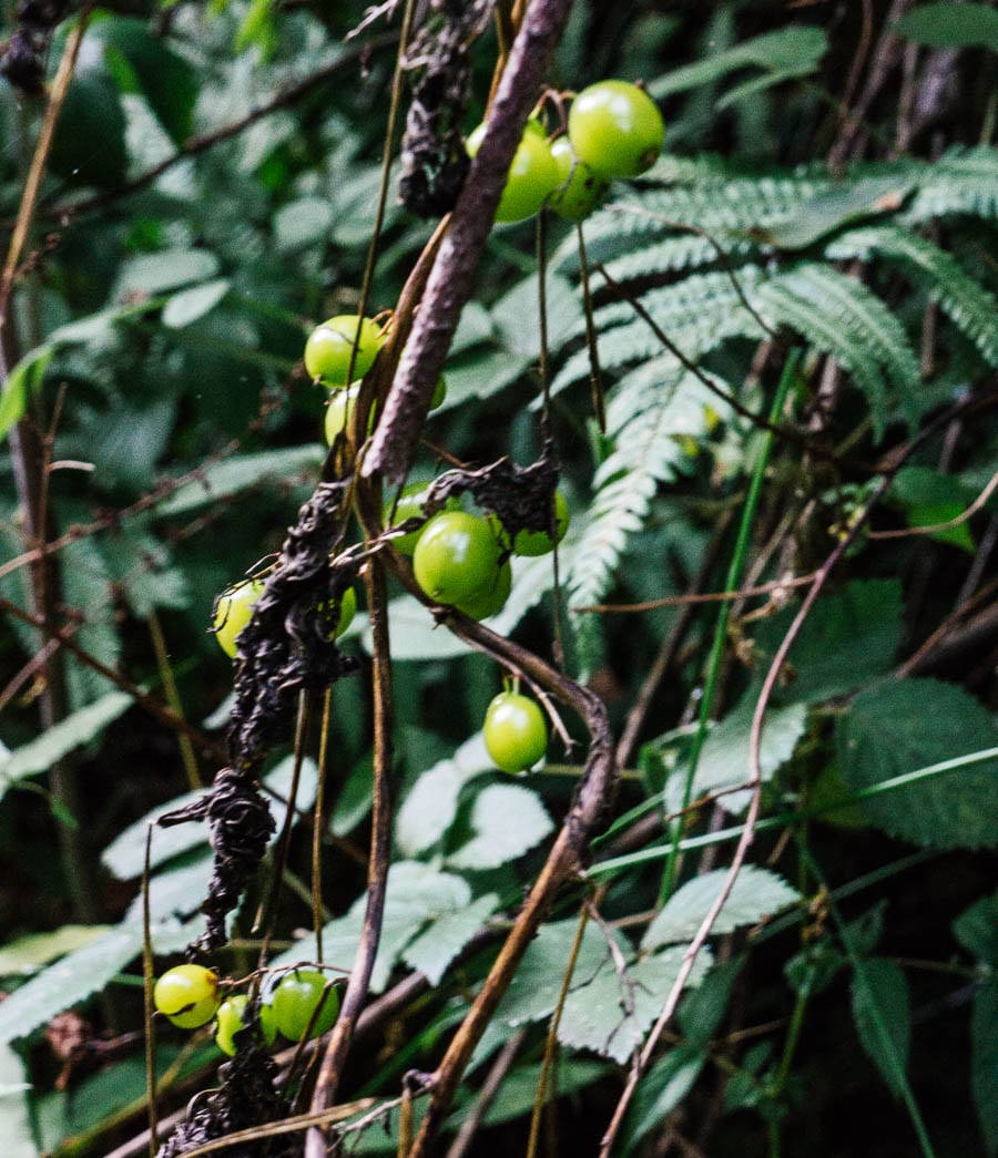 Poisonous Black Bryony berries