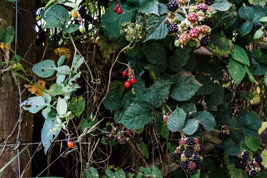 Poisonous woody nghtshade and blackberries in hedgerow