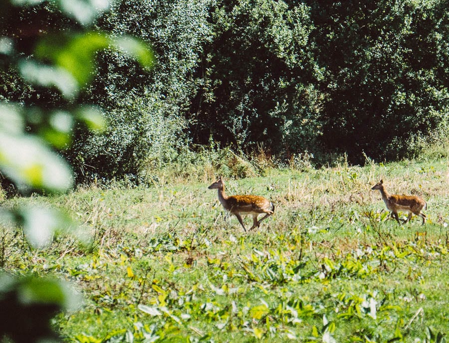 September deer running across field