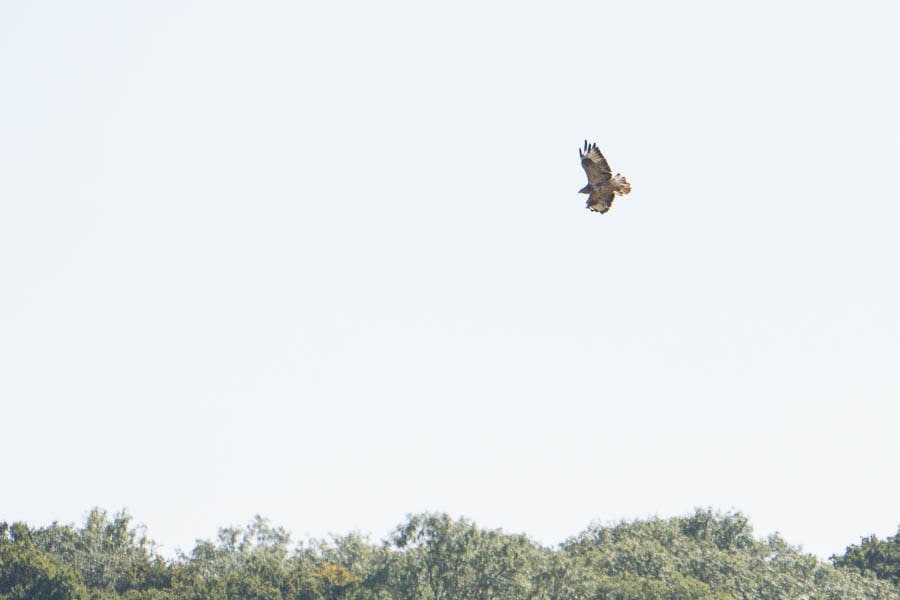 September hawk soaring above treeline