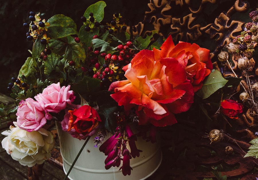 September roses hawths berries and dried seed pods