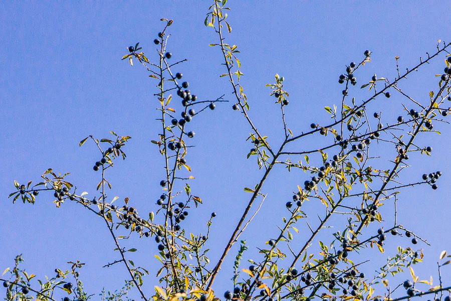 Sloes and blackthorn thorns