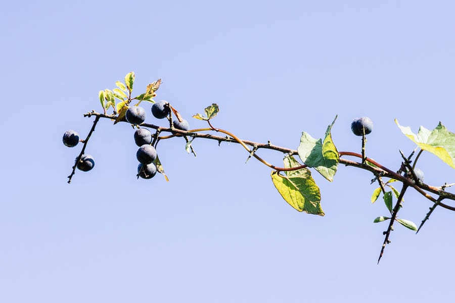 Sloes and thorns