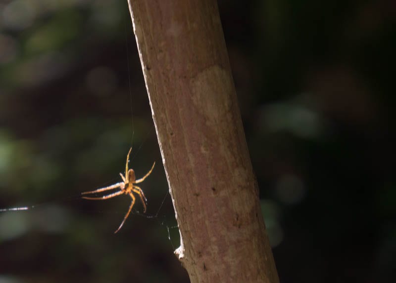 Spider in woods