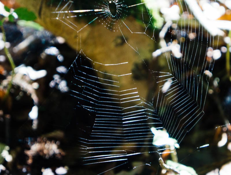 Spider web in woods