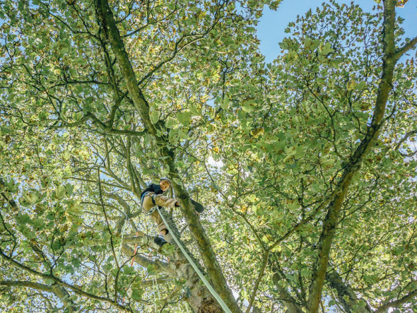 Theo tree climbing