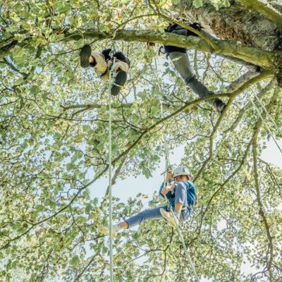 Tree climbing at Wakehurst