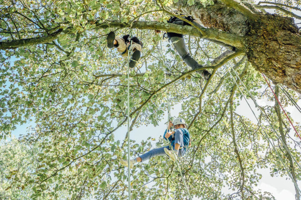 Tree climbing at Wakehurst