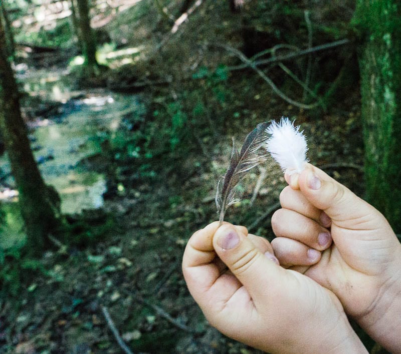 Two feathers found in woods
