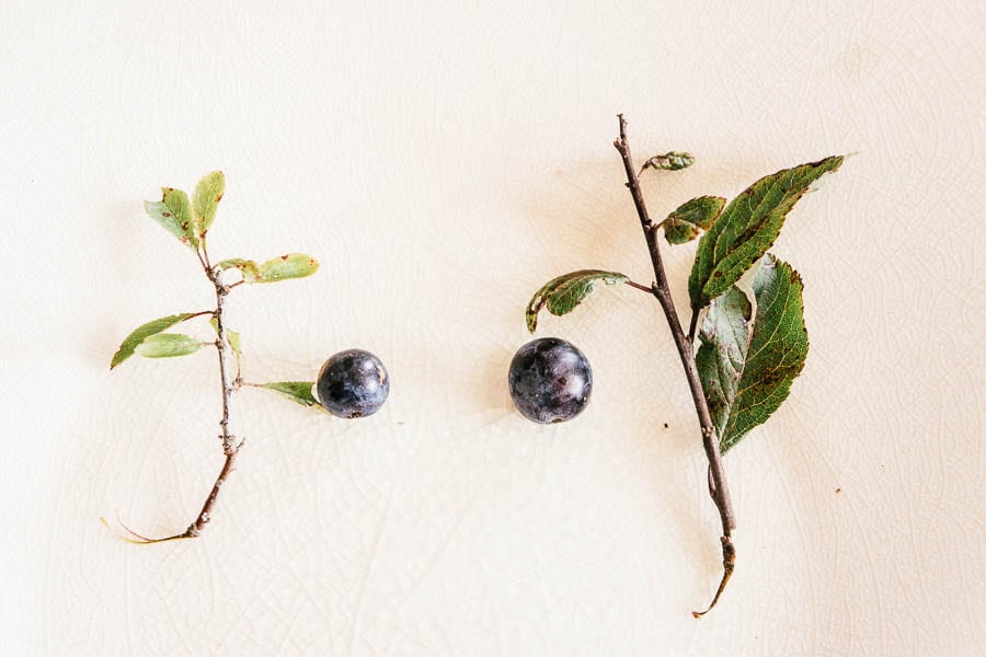 White plate with wild plum and sloe