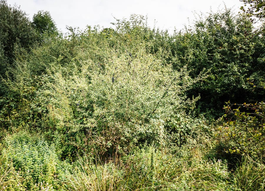 Wild plum tree and wild marjoram