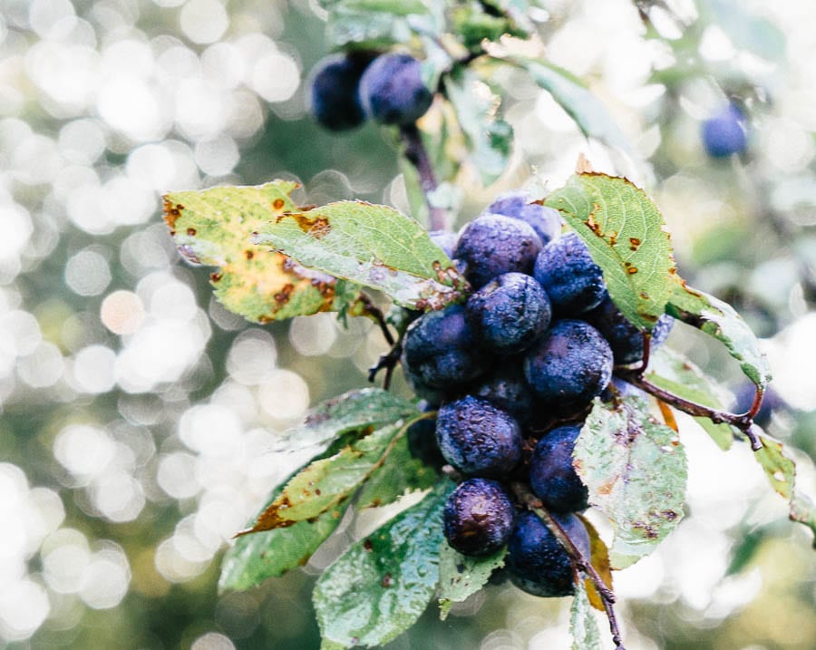 Wild plums clustered on branch