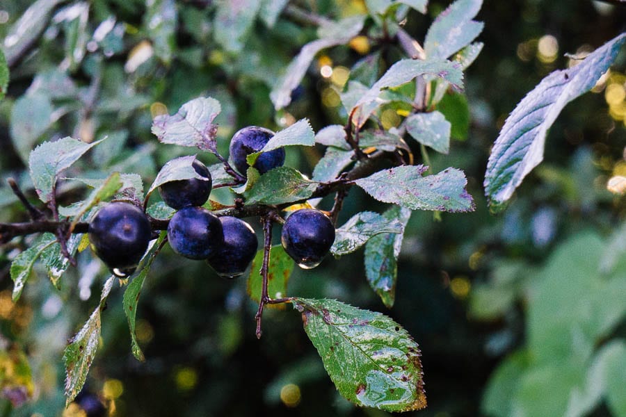 Wild plums with dew drops