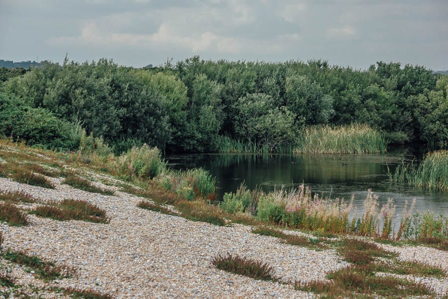 Shingle and pond RSPB Dungeness