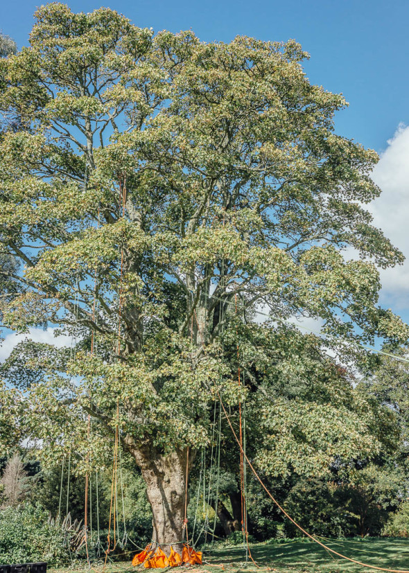 Tree with ropes for recreational tree climbing