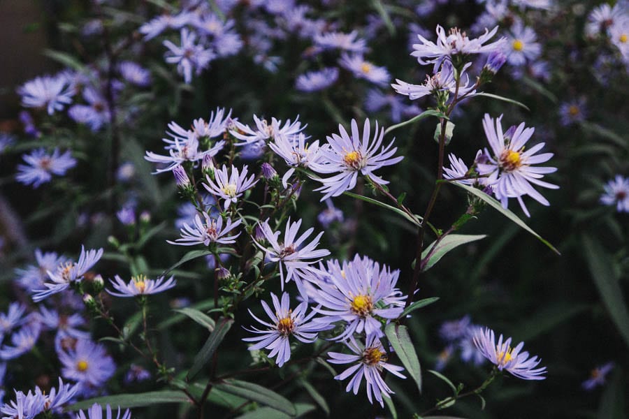 Lavender blue Aster