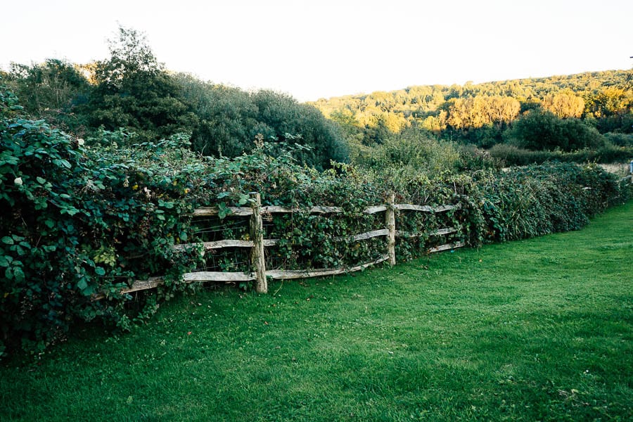 Brambles on fence