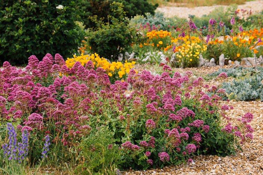 Derek Jarmans Garden flower bed