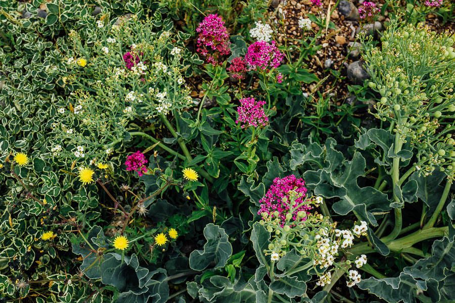 Derek Jarmans Garden sea kale