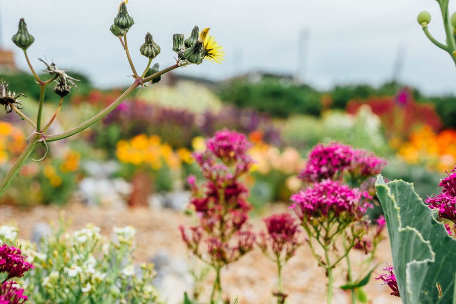 Derek Jarmans Garden wild flowers