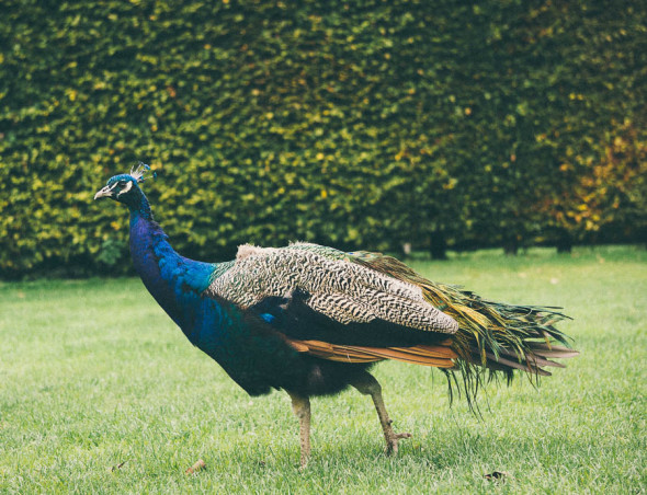 Groombridge Place peacock