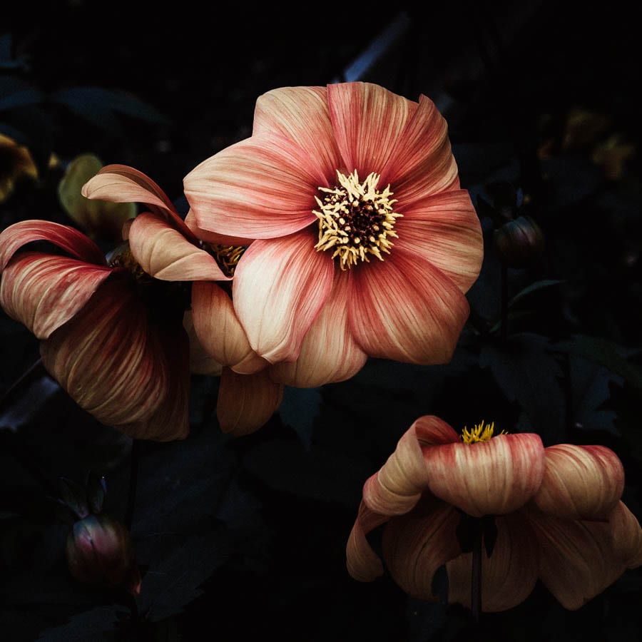 Groombridge Place peach coloured flowers