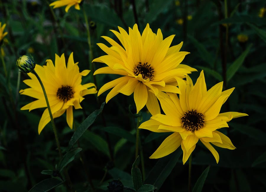 Helianthus flowers