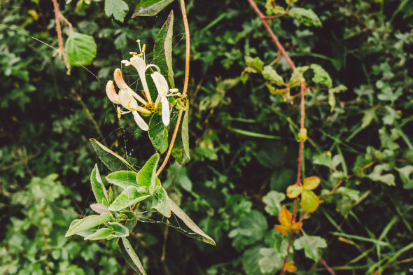 Honeysuckle and spiders web