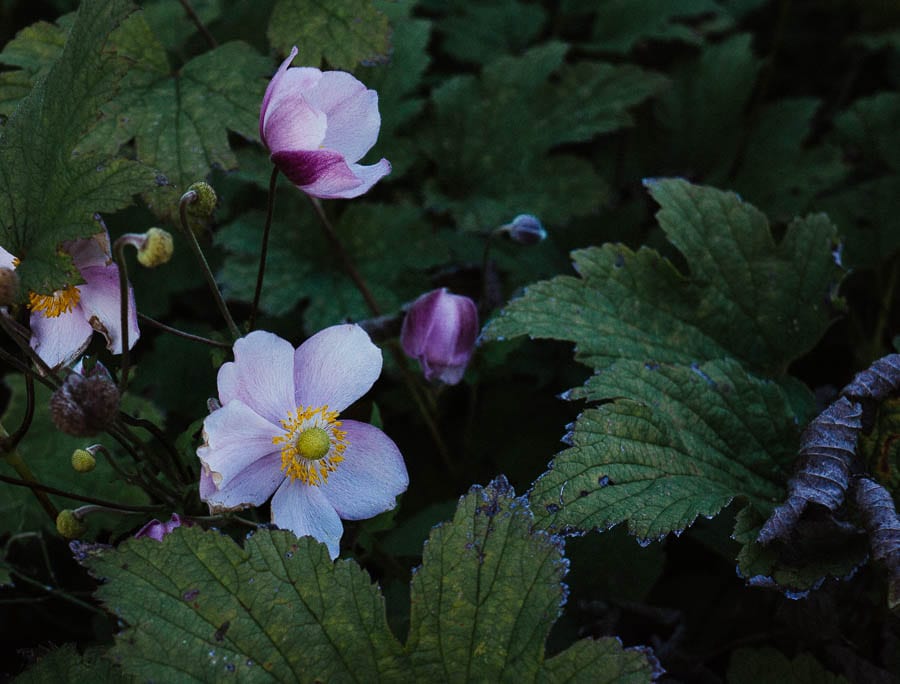 Japanese anemone